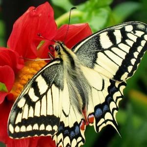 Meet your Posher, Aris